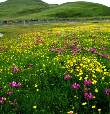 【時(shí)光】鮮花開(kāi)遍淺夏的原野（散文）