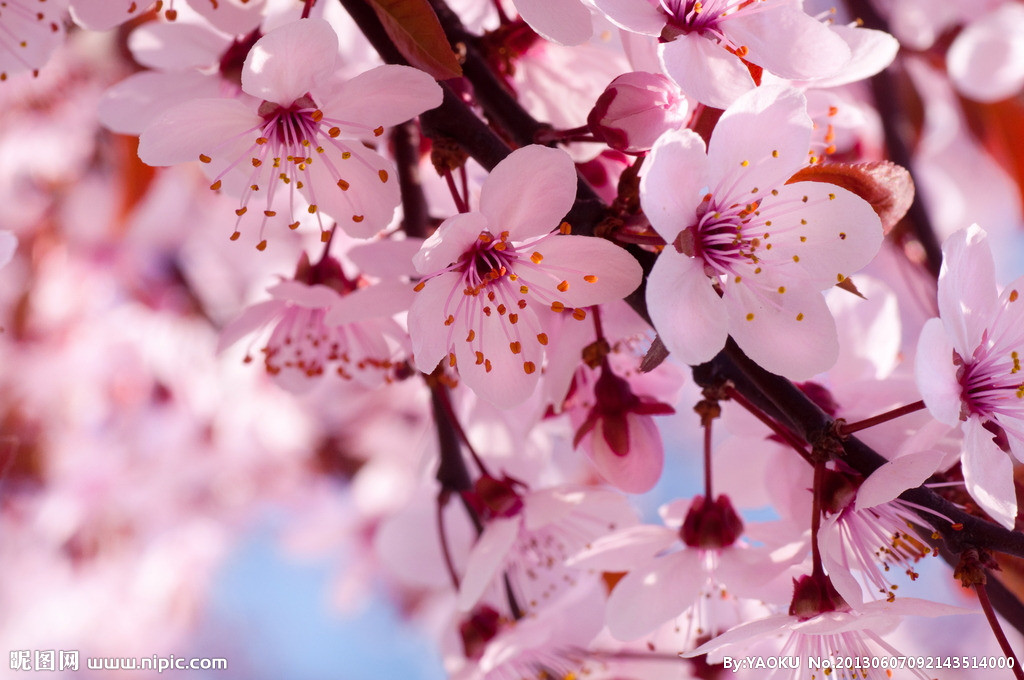 【丁香花開】四月，在塵世里拾取幸福（散文）