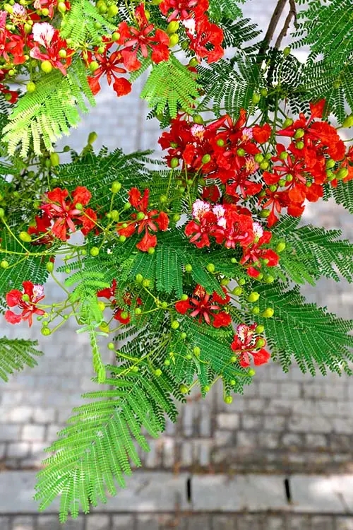 【鳳凰】鳳凰花開的鷺島，一個追花的女子（散文）