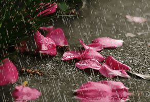 【西風(fēng)】夏夜聽雨（散文）