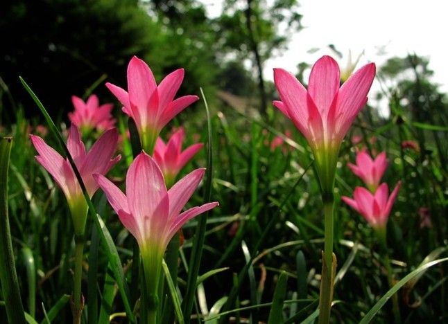 【荷塘“PK大獎賽”】風(fēng)雨花，亮麗的雨后彩虹（散文）