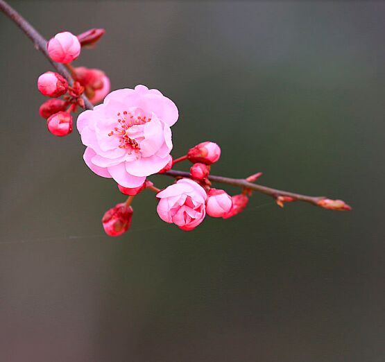 【風(fēng)戀】要點孤芳自賞的清高（隨筆）